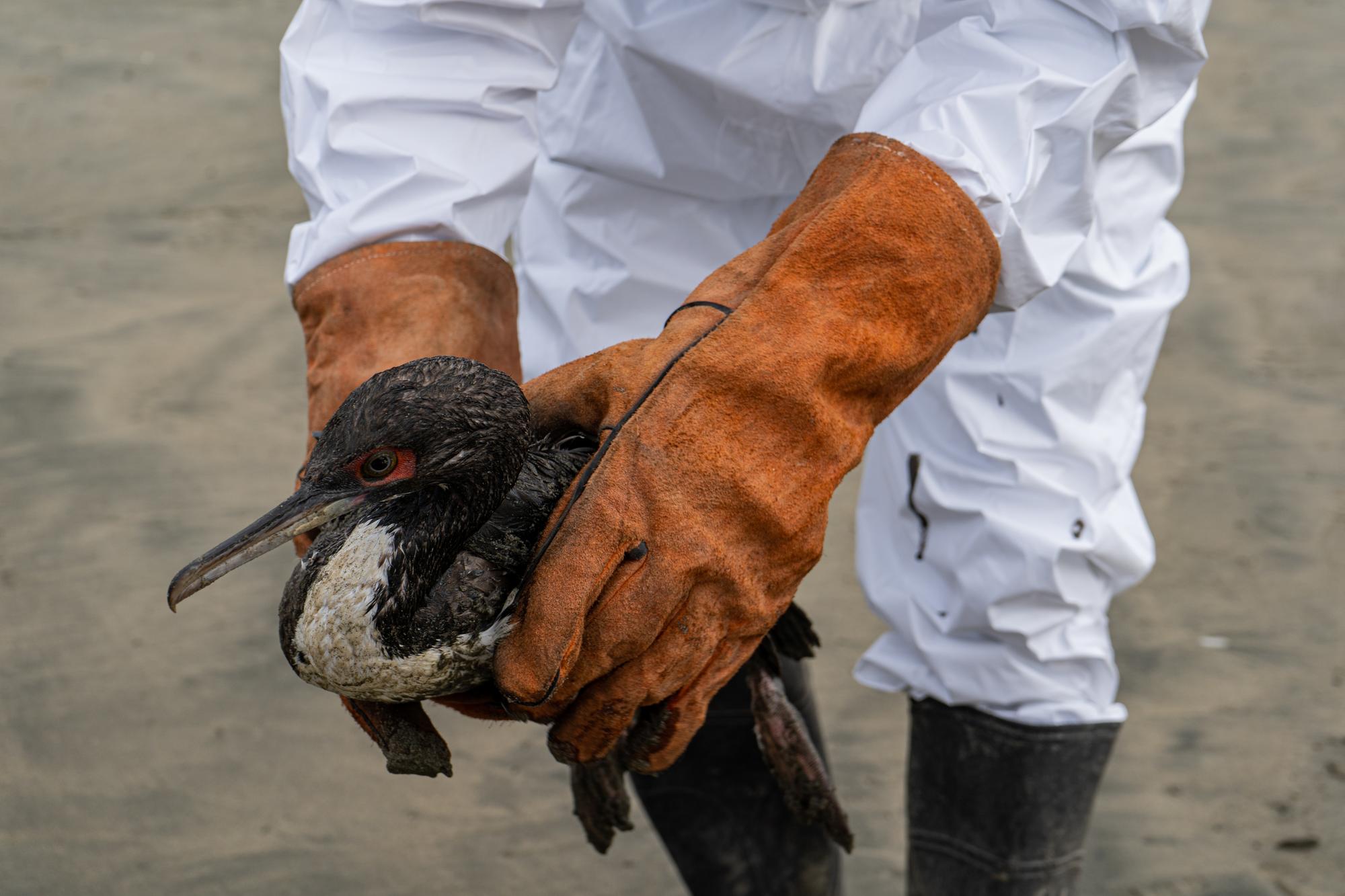 Un año después del derrame de Repsol en Perú - 4